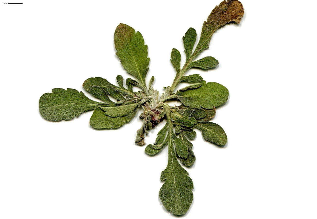 Knautia collina (Caprifoliaceae)